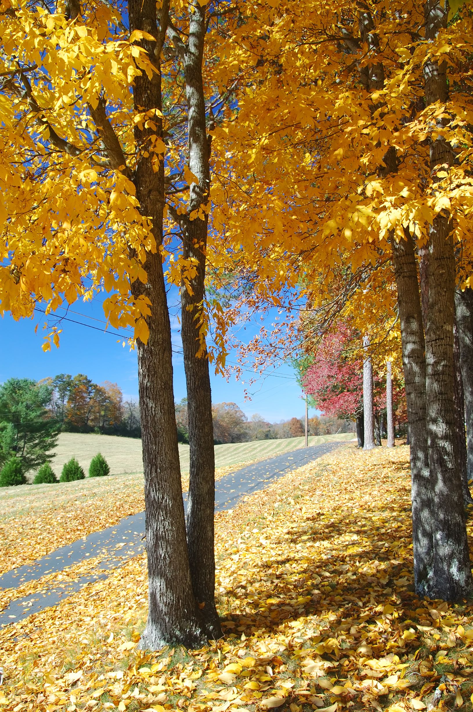 Photo of a stunning tree in Helen with golden yellow leaves during Fall in Georgia.