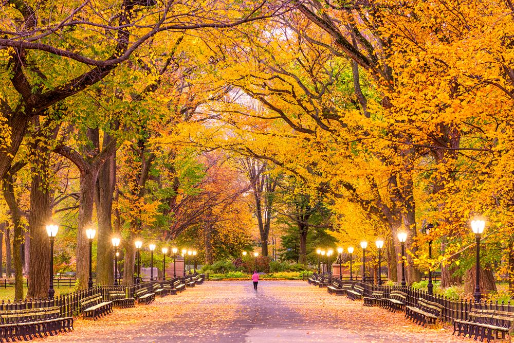 A person strolling down path lined with golden trees and lights in Central Park during fall in the USA.