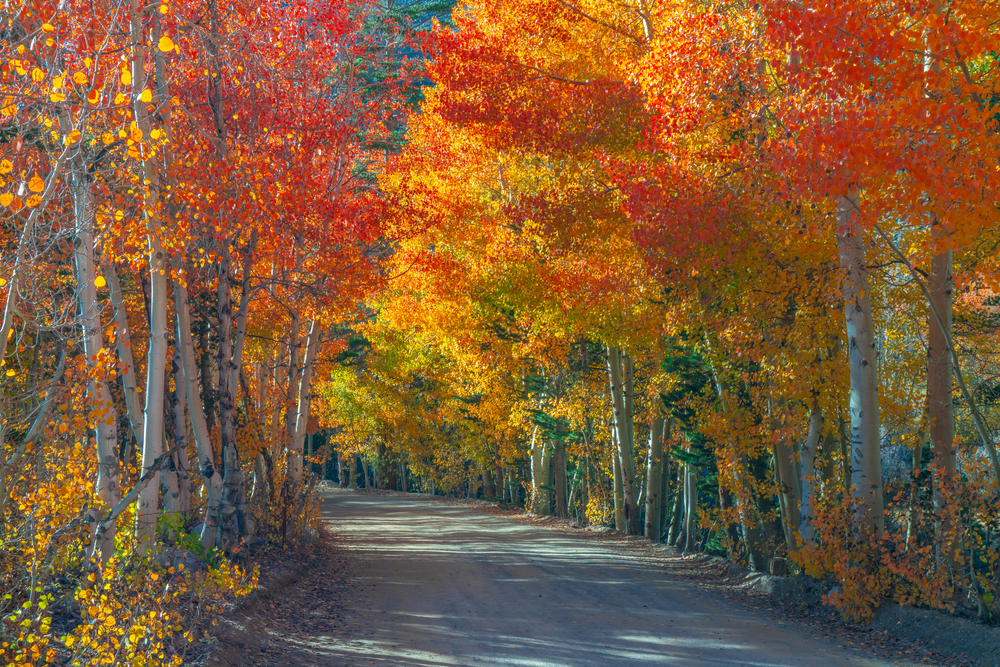 dusty walkway lined with red and orange trees fall in the USA