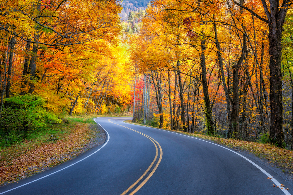 A curved road lined with golden fall leaves in the USA.