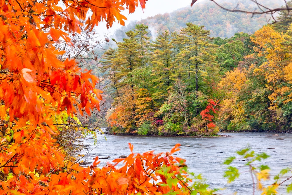 Autumn trees around river with bright orange tree in foreground.