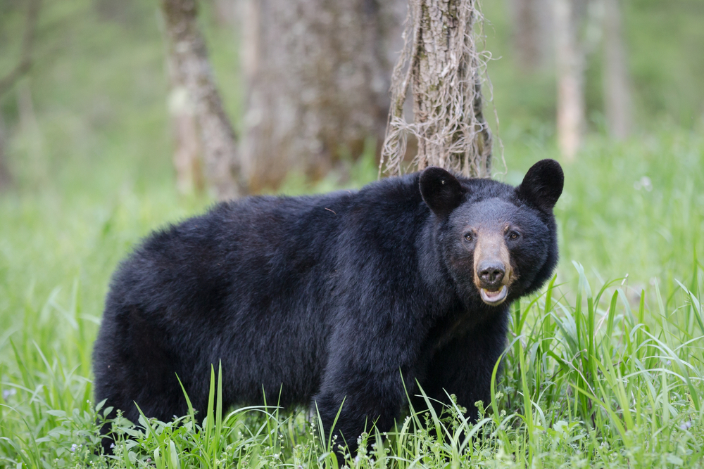 Tennessee Road Trip Black Bear