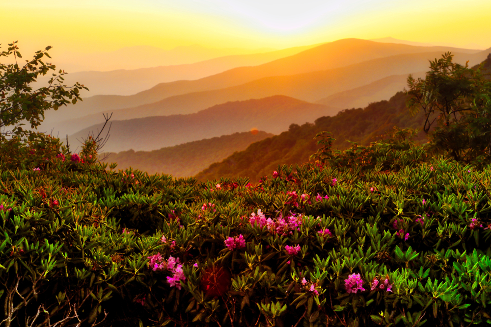 green mountain at sunset dotted with pink flowers weekend getaways in Tennessee