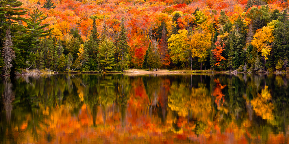 the vibrant colors of fall in canada at algonquin provinical park is breathtaking