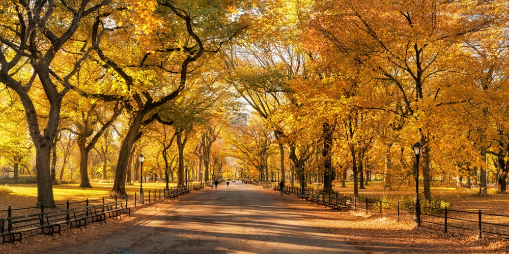 During fall in New York, the Mall in Central park comes to live with yellows and oranges