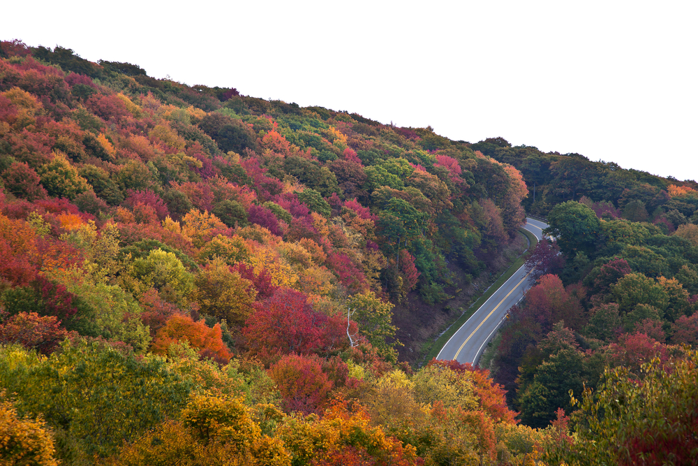 Skyway roads connecting forests