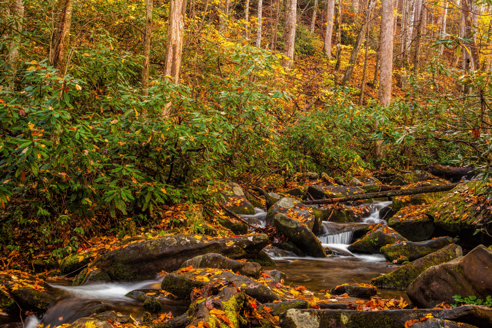 A stream in roaring fork motor trail