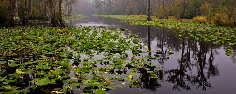 Okefenokee Swamp Park is the largest black water swamp in North America