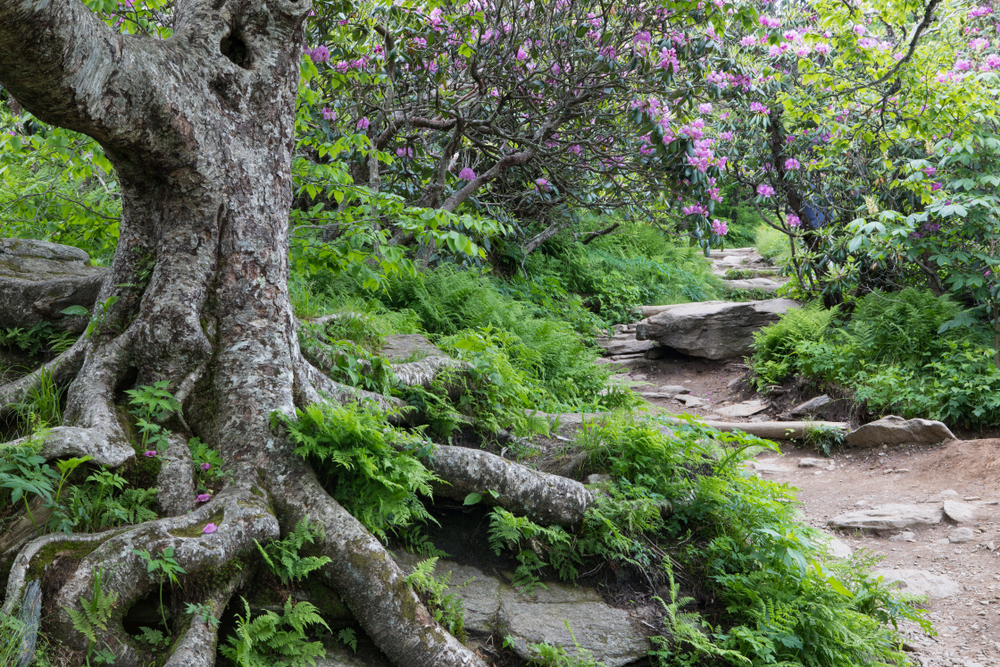 a Craggy Gardens hiking trail on your North Carolina road trip