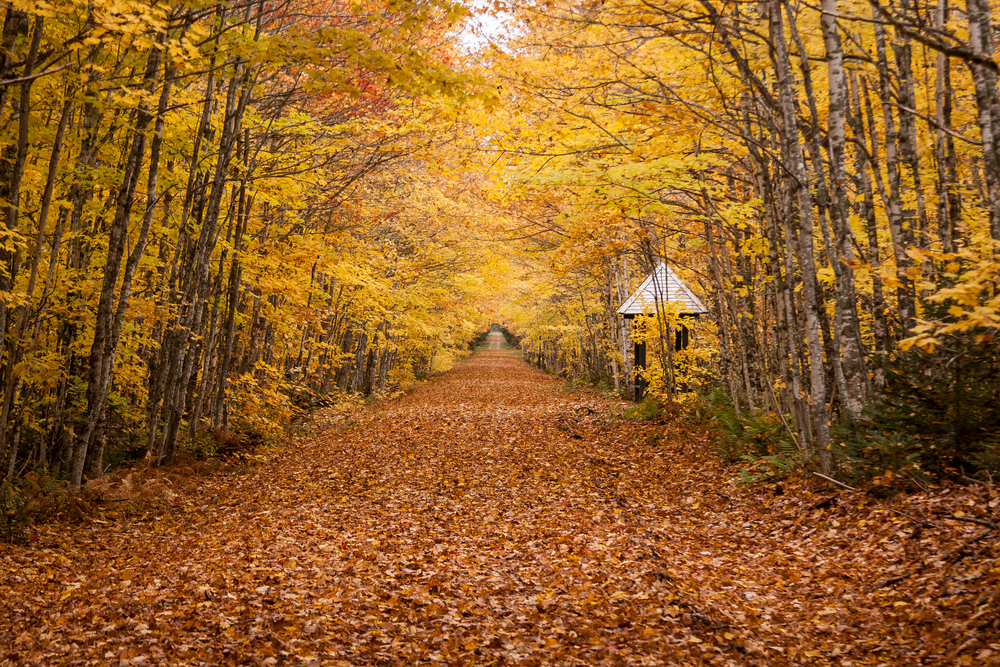 prince edward island is one of the best places to experience fall in canada