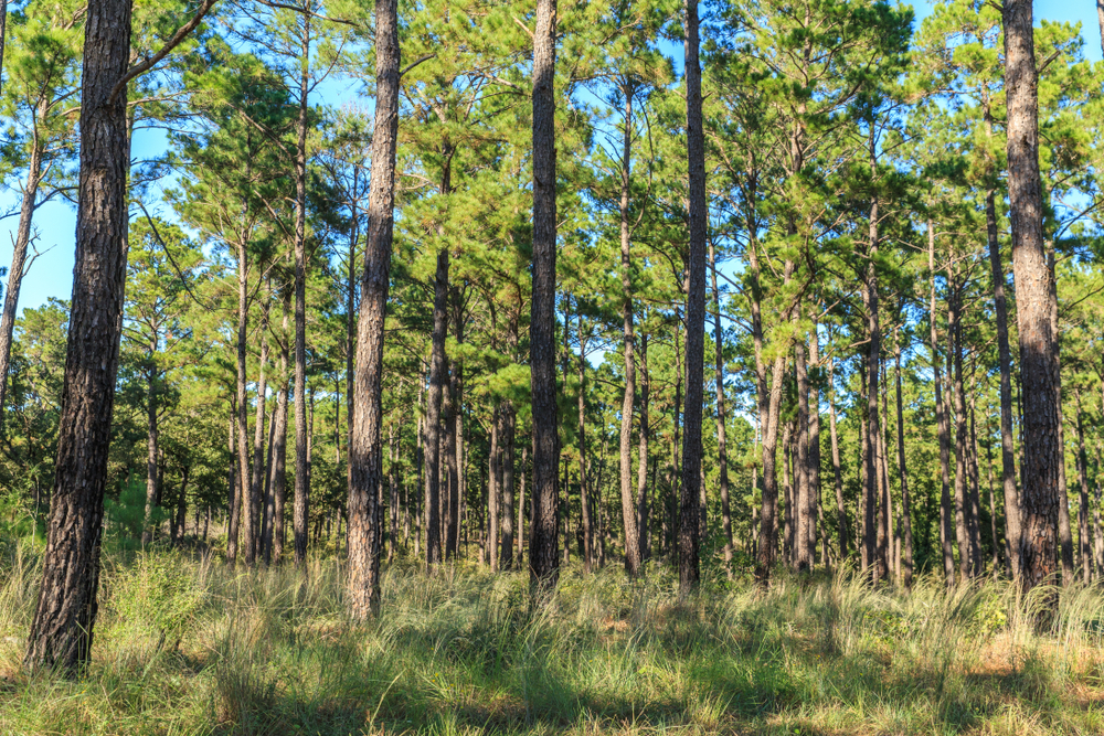 swath of land filled with towering pine trees day trips from Austin