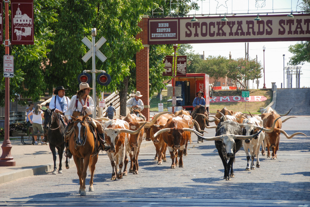 bulls walking through street in front of Fort Worth stockyards day trips from Austin