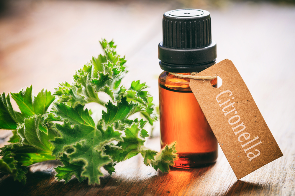 Citronella essential oil