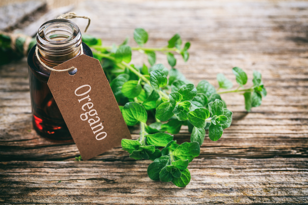 Oregano on a wooden table 