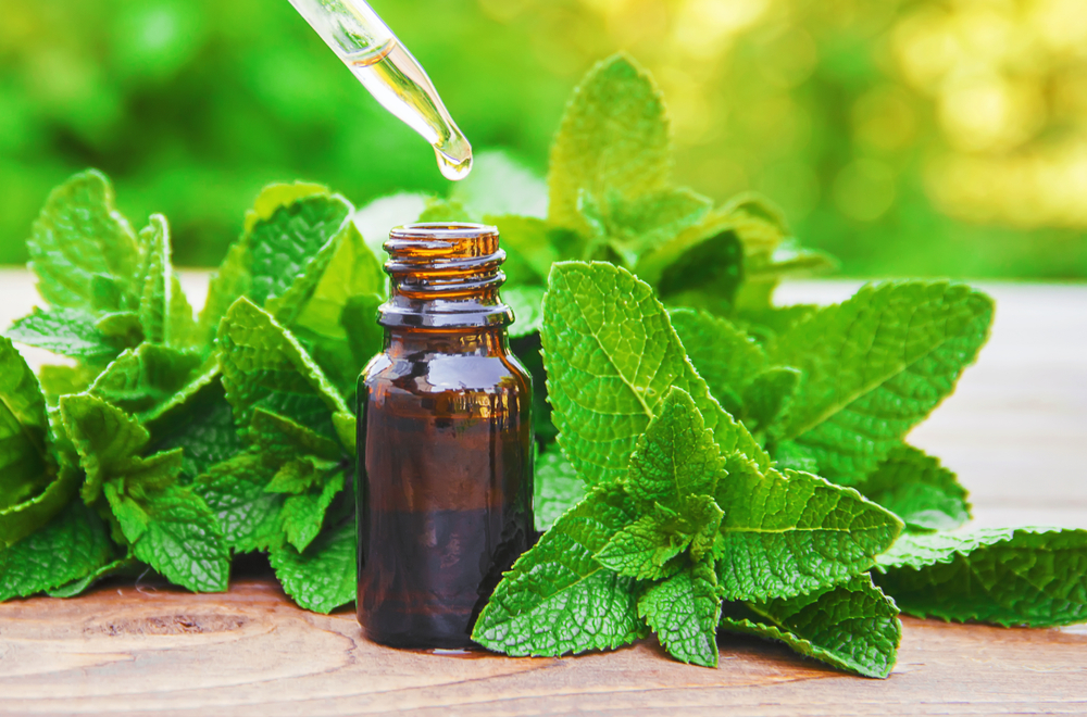 Peppermint on a table with an oil bottle 