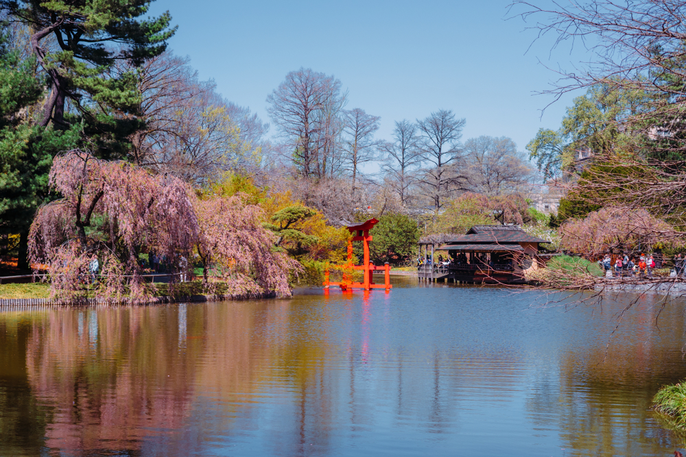 The view of the Japanese Garden with the Cherry Blossoms in bloom from across a pond, 