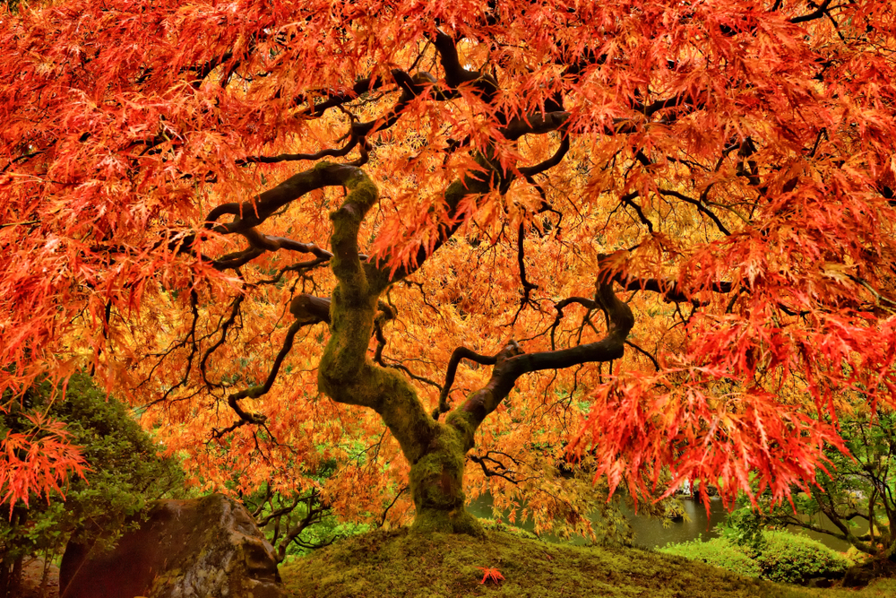 A stunning orange and yellow Japanese maple tree at the Japanese Gardens in Portland, Oregon. Visiting this garden is one of the best things to do in Portland, Oregon.