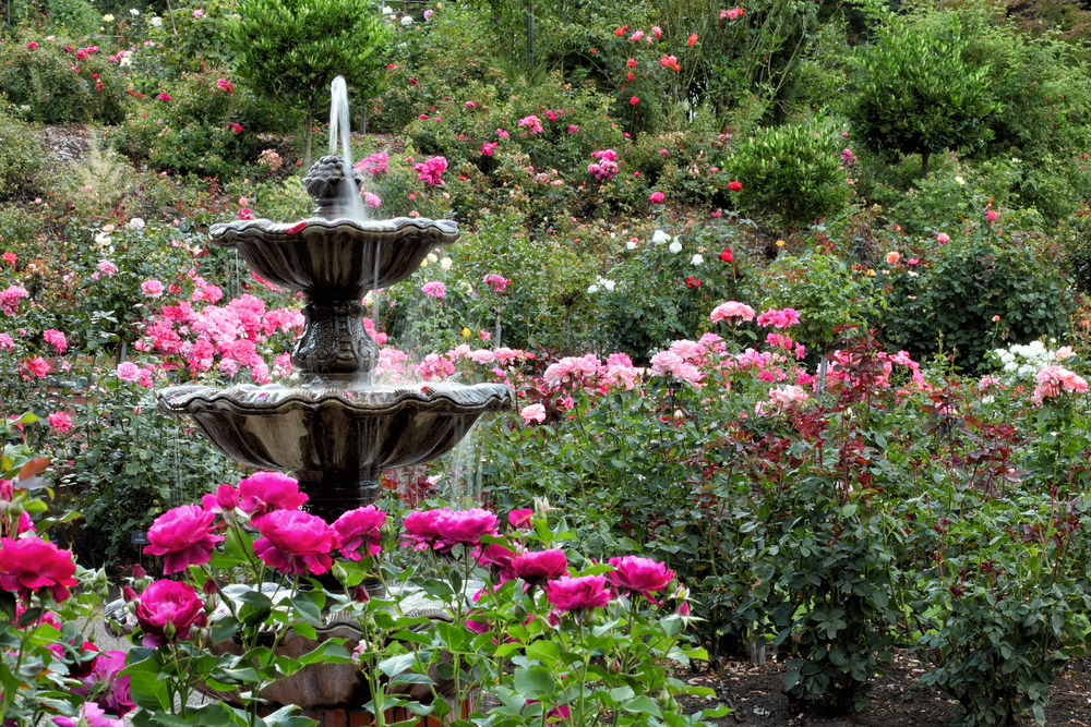 Fountain surrounded by roses at the International Rose Test Garden, one of the best things to do in Portland, Oregon