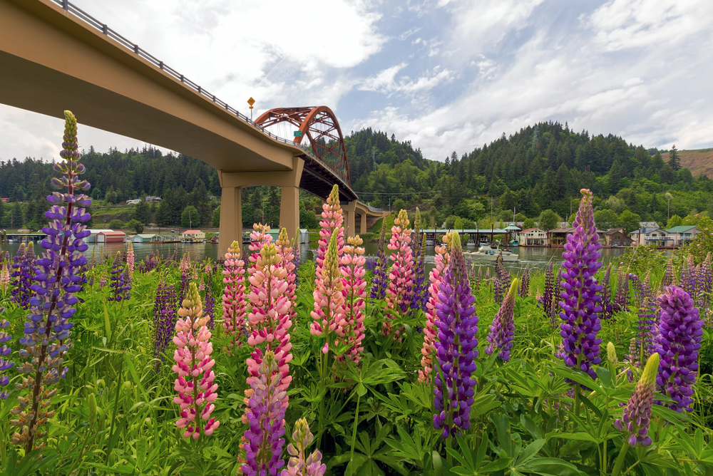 View of pink and purple lupine flowers and the bridge that leads from the mainland to Sauvie Island, one of the best things to do in Portland. 