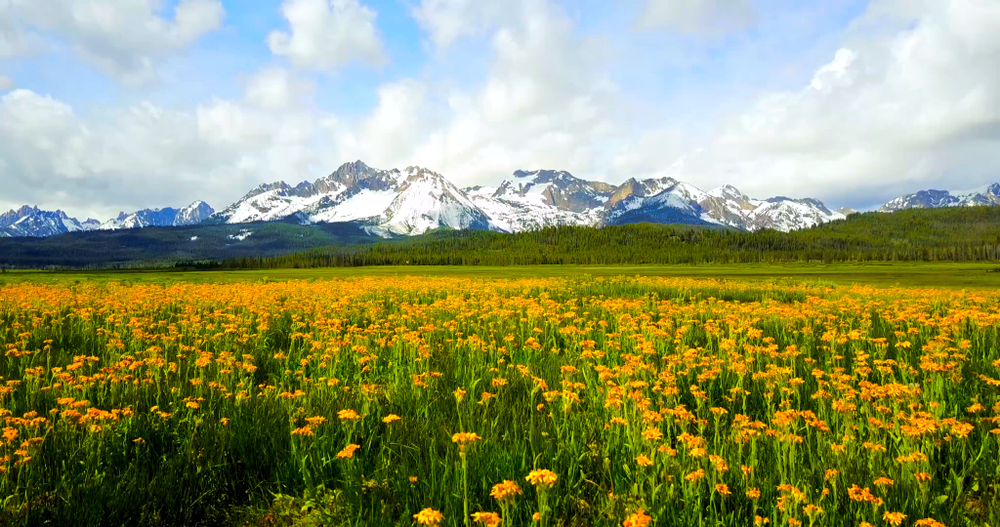 Field of yellow flowers with Sawtooth Mountains in the distance