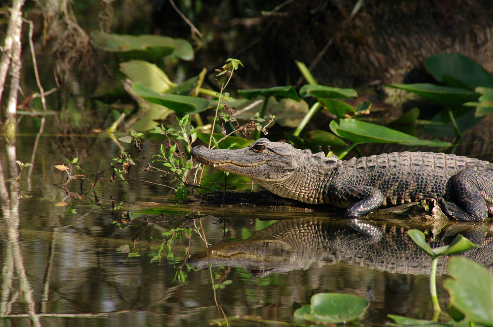 An alligator in the Everglades National Park in Florida, a must visit place in the South.