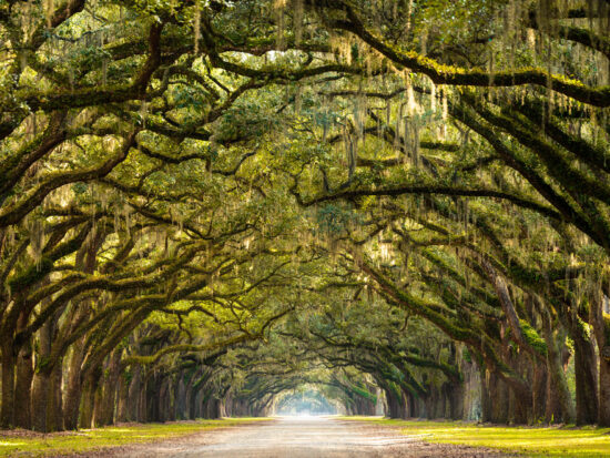 gorgeous spanish moss tunnel in places to visit in the south