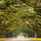 gorgeous spanish moss tunnel in places to visit in the south