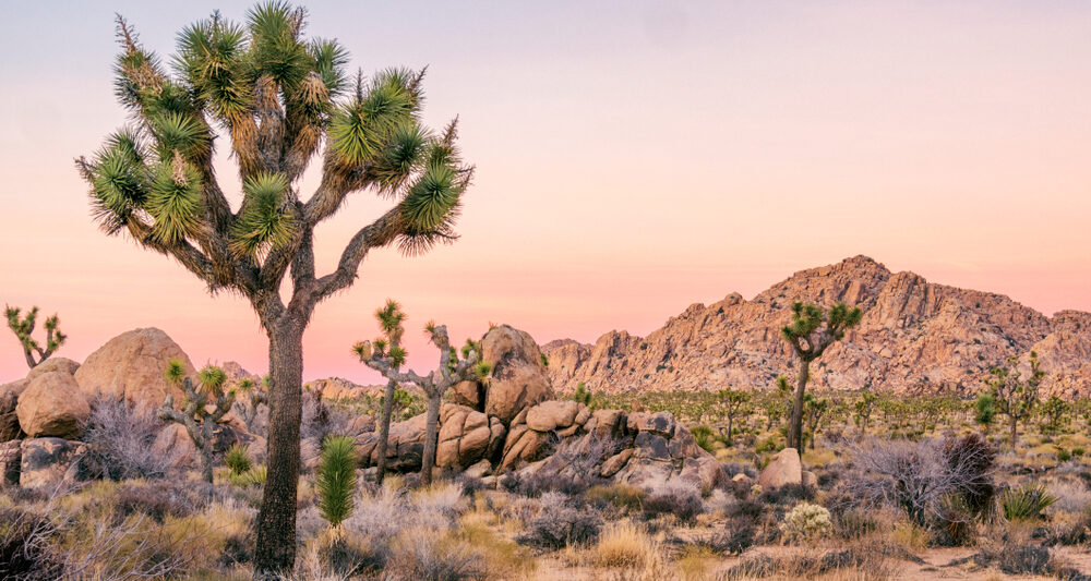 Joshua trees in the desert with rock formations in the background