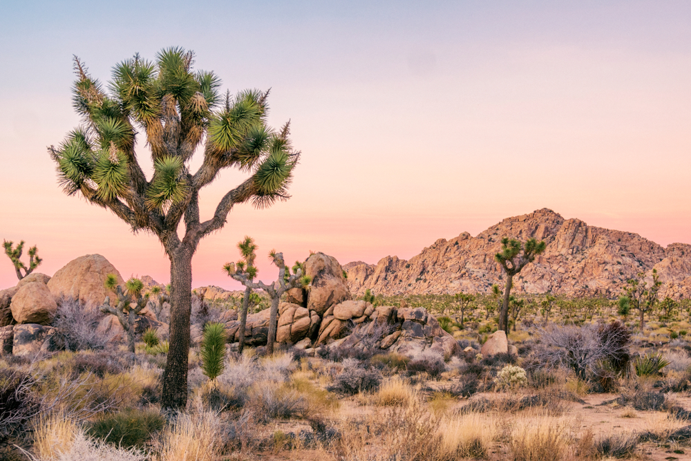 Joshua tree's in the desert with rock formations behind them at Joshua Tree National Park one of the best hikes in the usa