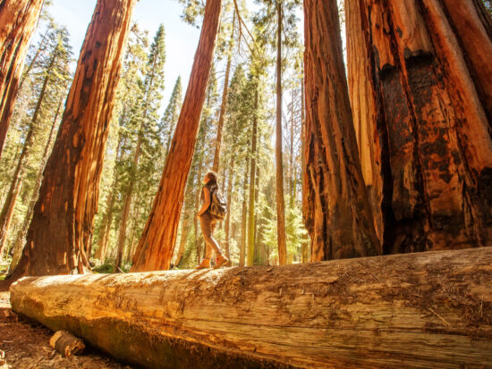 best hikes in the USA is the redwoods