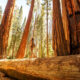 best hikes in the USA is the redwoods