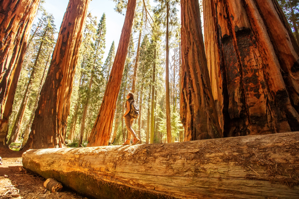 woman hiking amongst tall trees in Sequoia National Park 