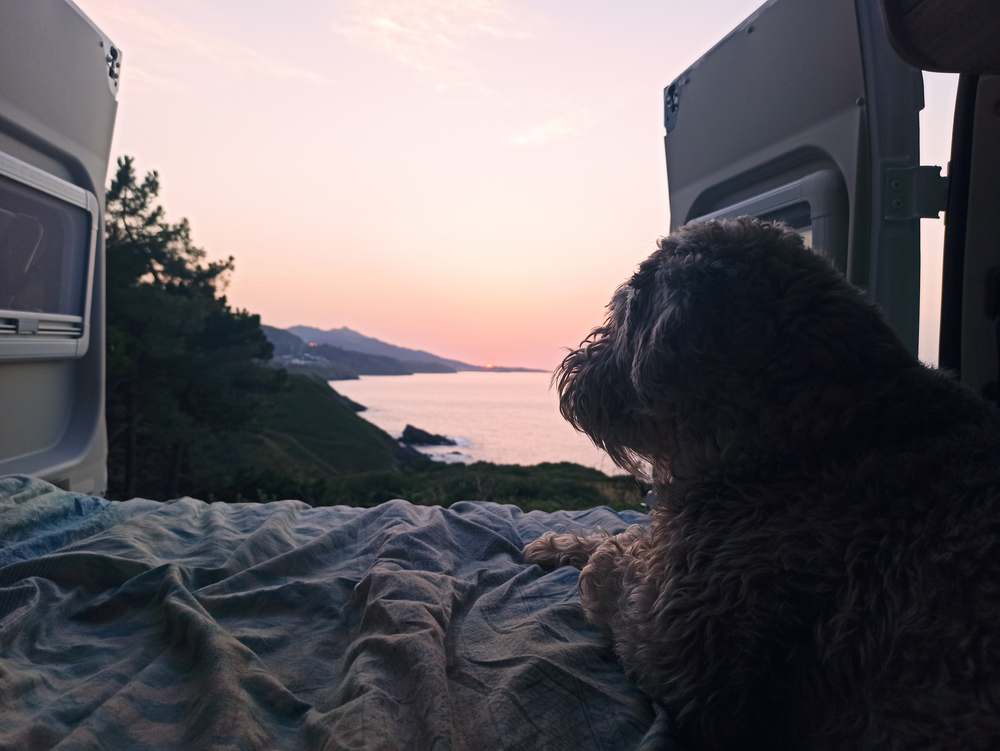 photo of a dog in the back of a van at sunset