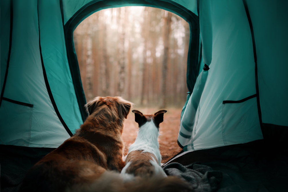 photo of two dogs laying in a tent