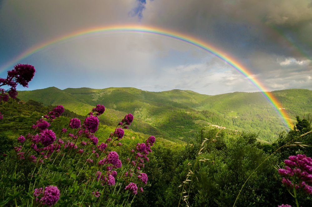 A field with flowers in the foreground.