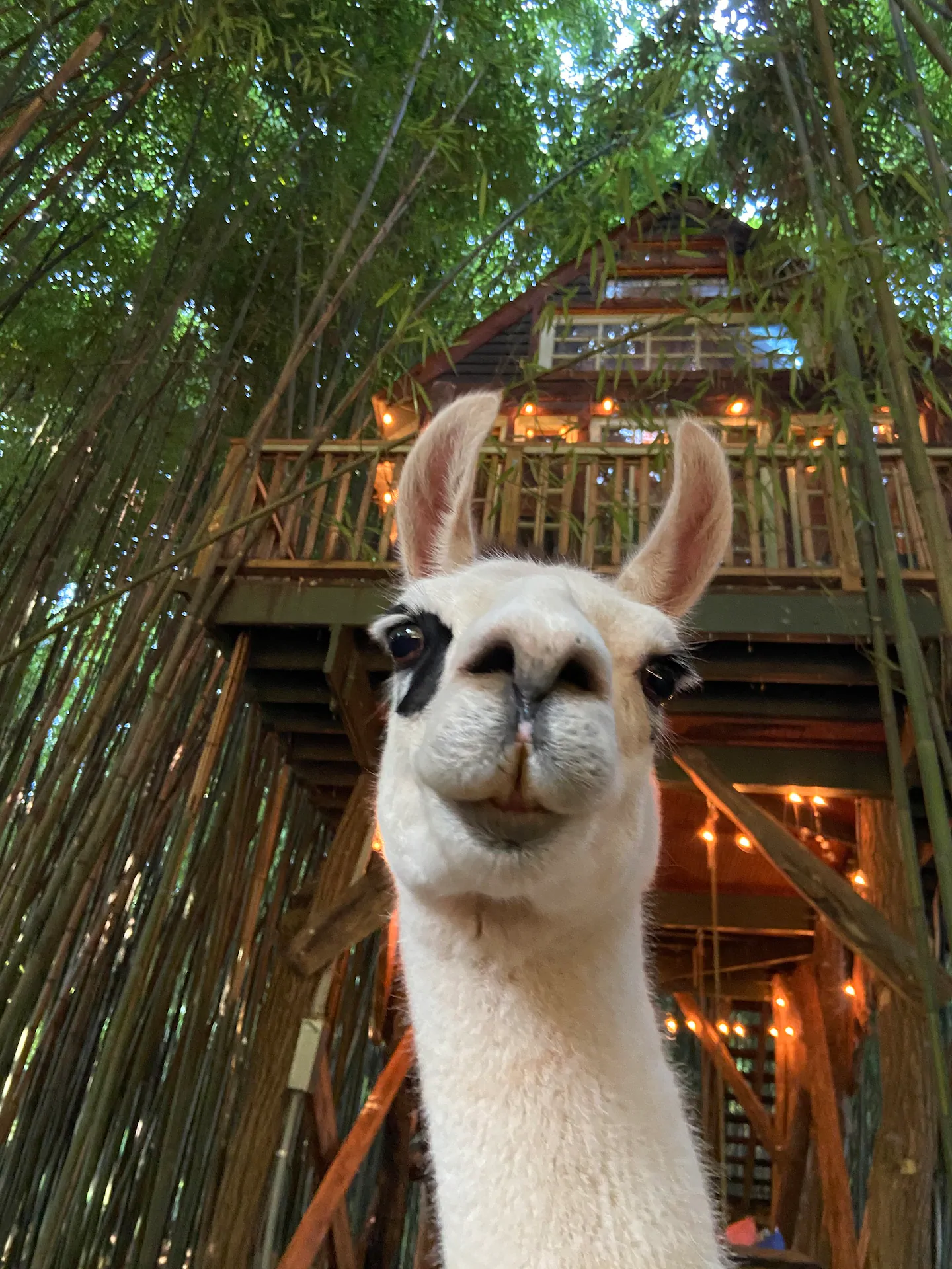 alpaca treehouse