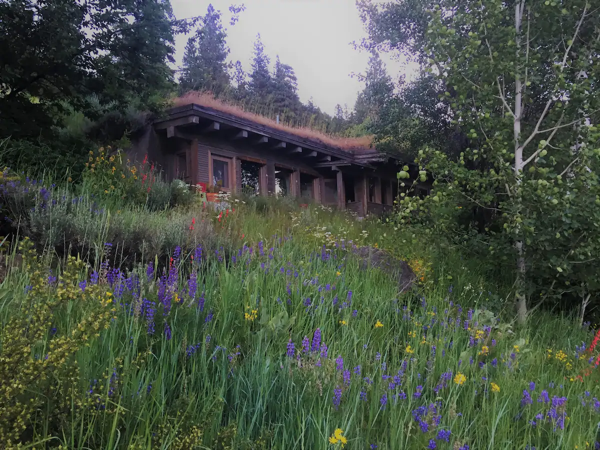 A hill of wildflowers leading up to a one story cabin. The charming cabin has grass and flowers growing on the roof. 