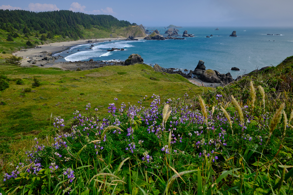 A wonderful view of a field and the beach in Oregon