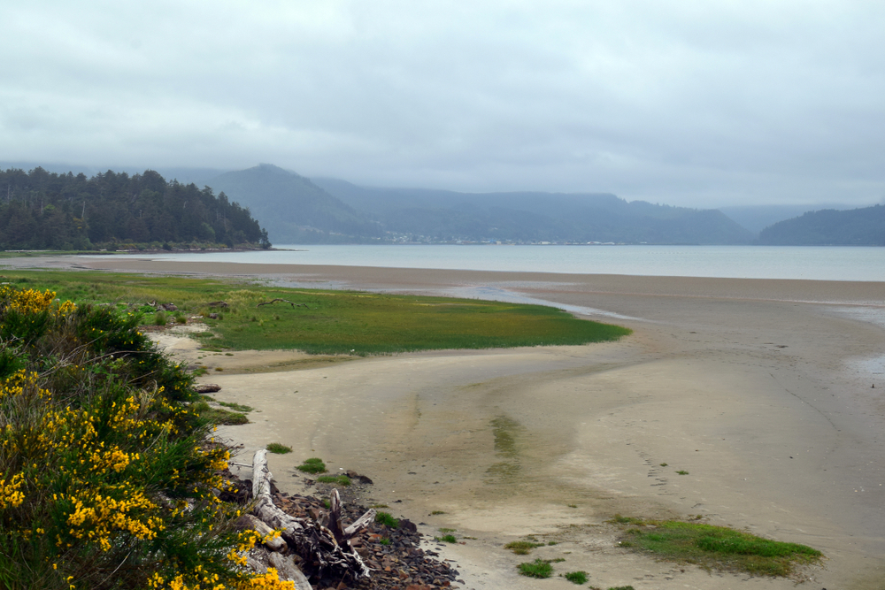 Peaceful photo of the Bayocean peninsula. There is small yellow flowers and driftwood in the foreground, and the blue, foggy, Tillamook bay in the background. The Bayocean Peninsula loop is one of the best hikes in Oregon. 