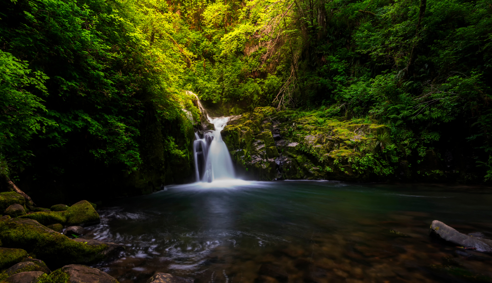 A small waterfall spills into a charming greenery filled pool at Sweet Creek falls, one of the best hikes in Oregon. 