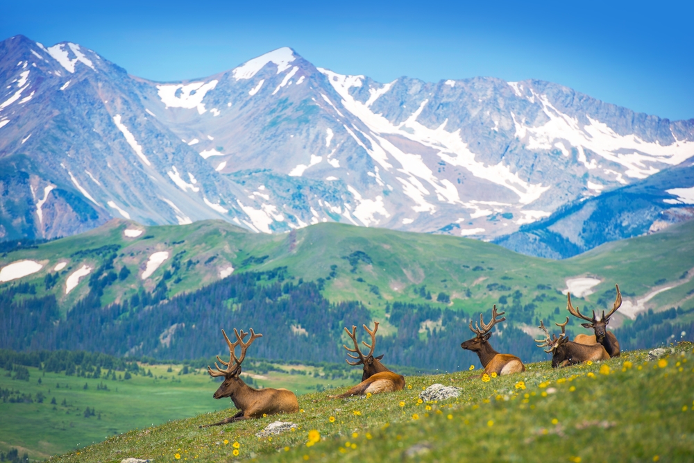 Elk sitting on a grassy hill with mountains in the distance at Rocky Mountain National Park