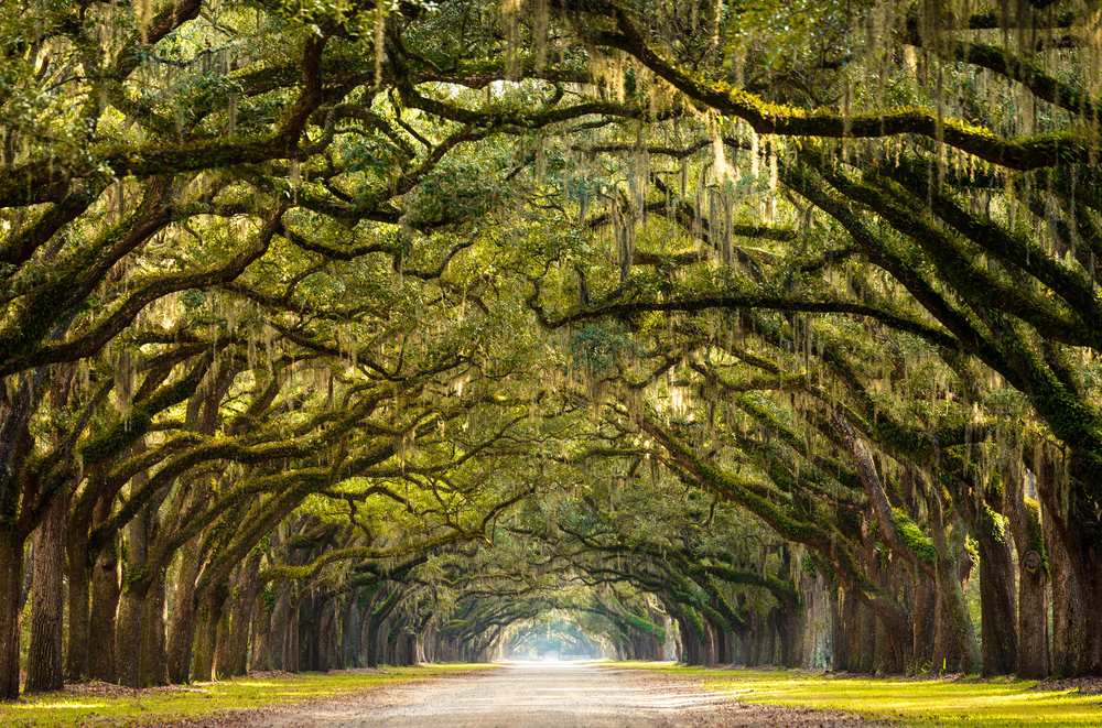 A path with live oaks lining the path covered in Spanish Moss in Savannah Georgia