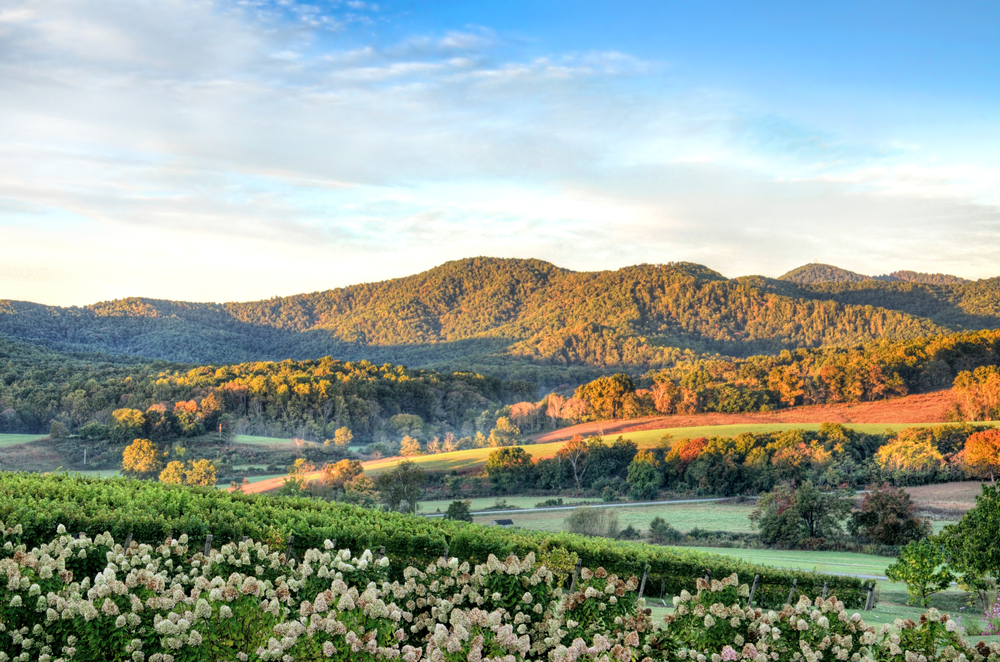 The view of a vineyard in Virginia. There are rows of grape vines, mountains and fields in the distance, and white flowers in the front of the picture.