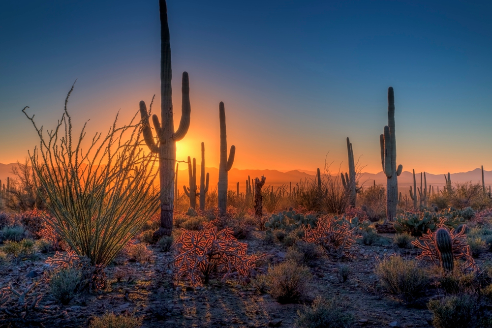 a visit to Saguaro National Park is one of the best weekend getaways in Arizona