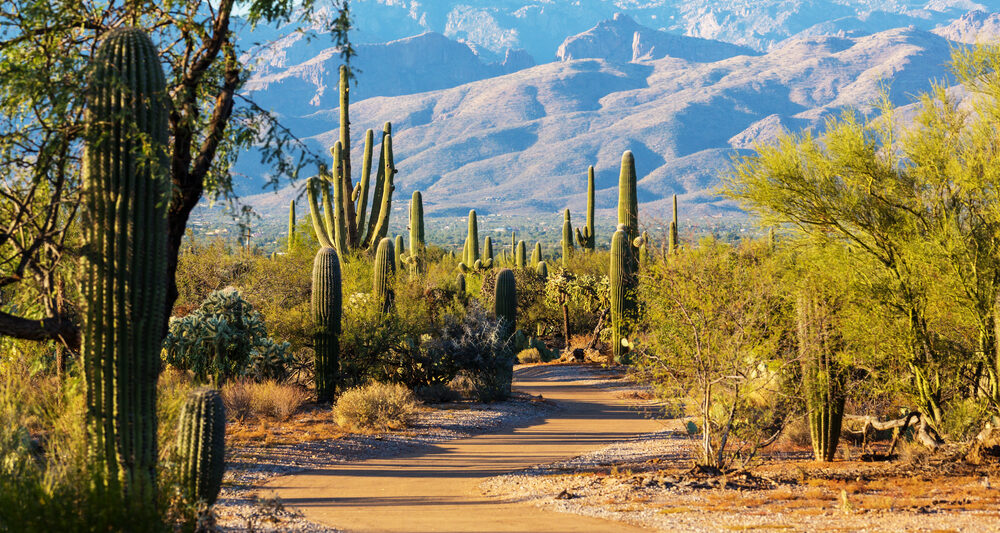 A trail surrounded by cacti at Saguaro National Park. In the background you can see a large mountain range.