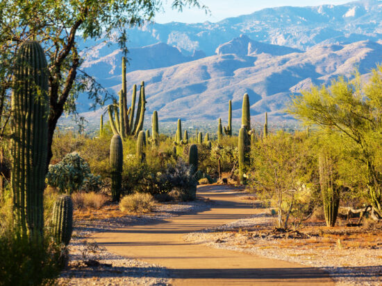 A trail surrounded by cacti at Saguaro National Park. In the background you can see a large mountain range.