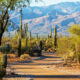 A trail surrounded by cacti at Saguaro National Park. In the background you can see a large mountain range.