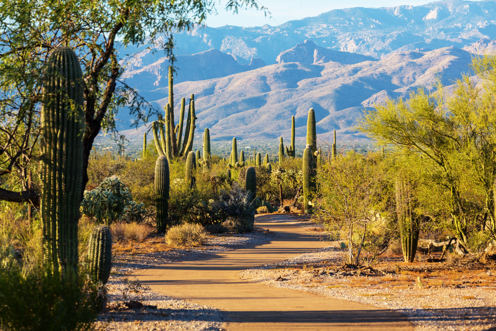 A trail surrounded by cacti at Saguaro National Park. In the background you can see a large mountain range. 