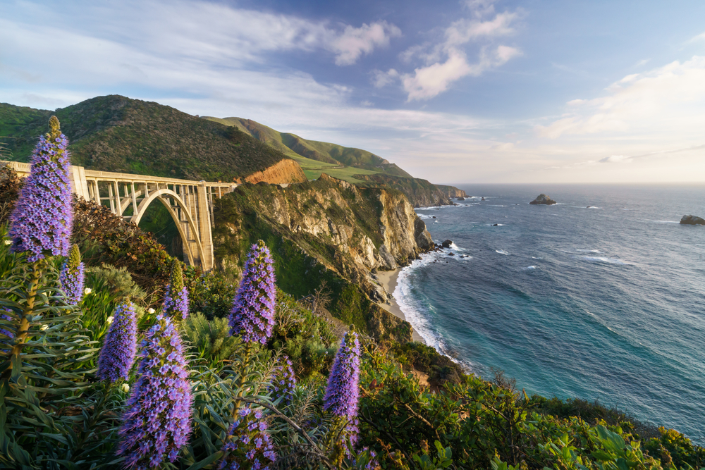 A view of Bixby Bridge from a cliffside that is covered in cone shaped purple flowers. You can see the bridge, the rocky mountains and cliffs, and the pacific ocean with rock formations in it. It is sunny with wispy clouds.