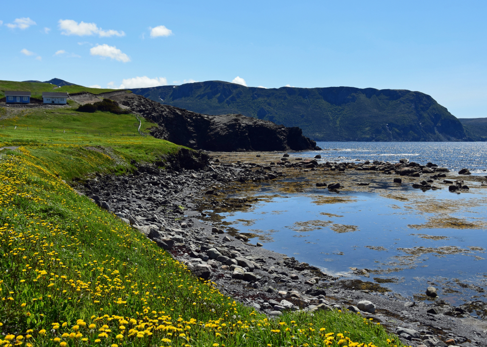 Looking at the shore line of the Bonne Bay. There are yellow flowers growing in the grass along the shore. The shore is also full of rocks and you can see algae floating in the water. In the distance there is a mountain. It is one of the best stops on a West Newfoundland itinerary. 